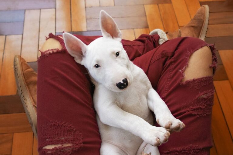 Bulterier do adopcji