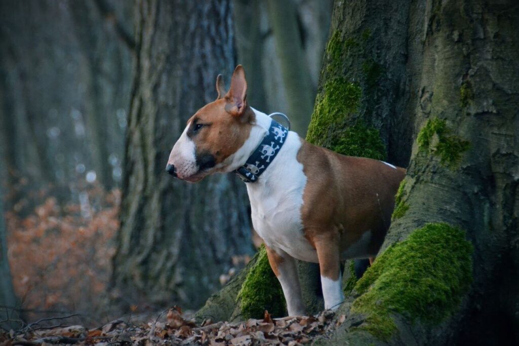 bulterier rudy